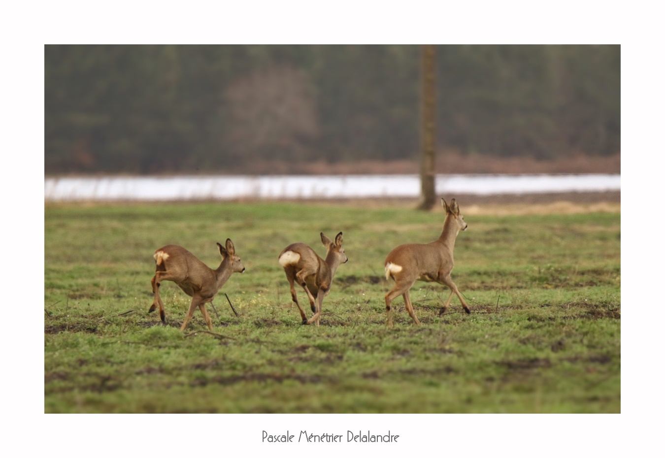 Famille de Chevreuils