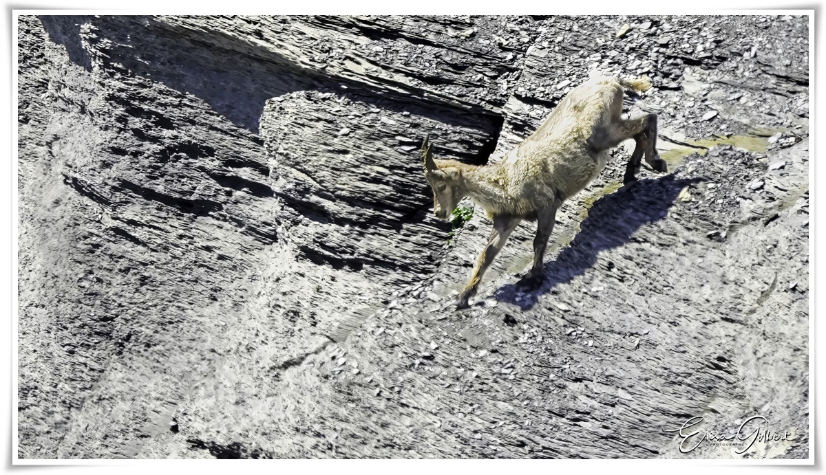 Un jour de rando .... La faune.