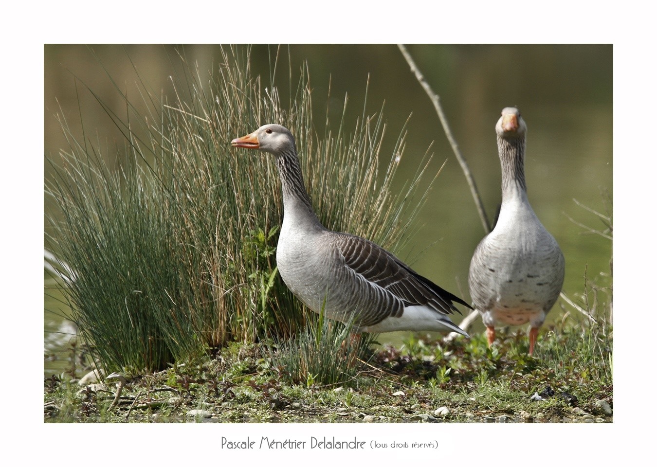 Oies cendrées