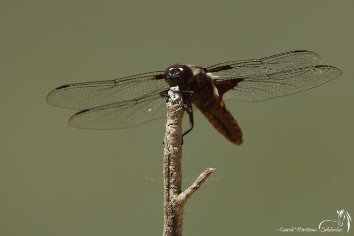 Libellule déprimée ♂ - Libellula depressa
