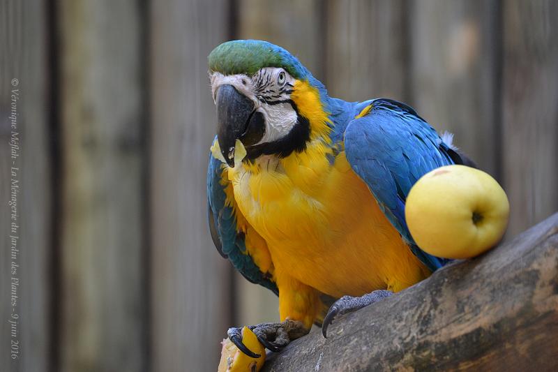 La Ménagerie du Jardin des Plantes : L'Ara bleu