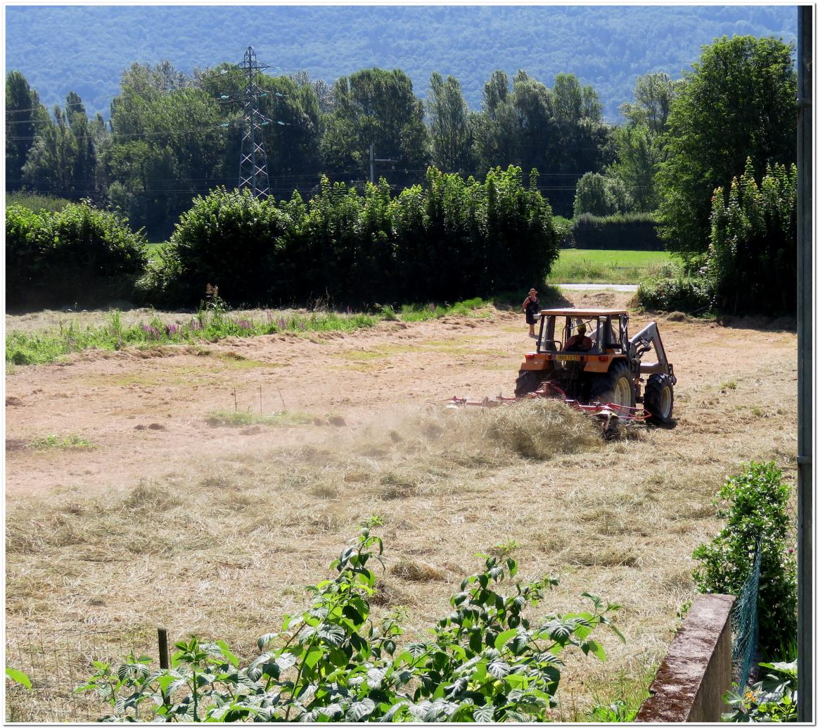LA  SAISON  DES  FOINS 