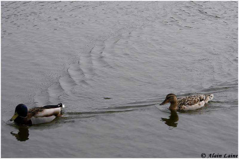 Canards