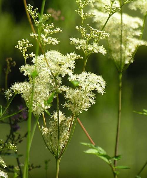 Vertus médicinales des plantes sauvages : Reine-des-prés