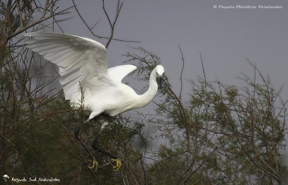 Aigrette garzette - Même pour un oiseau, l'équilibre n'est pas toujours une mince affaire !