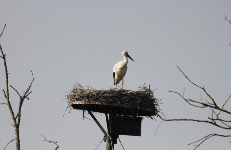 LES CIGOGNES DU MARAIS - HIERS-BROUAGE   CHARENTE-MARITIME