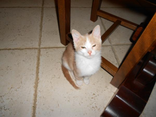 Quelques nouvelles des fauves ... !!!