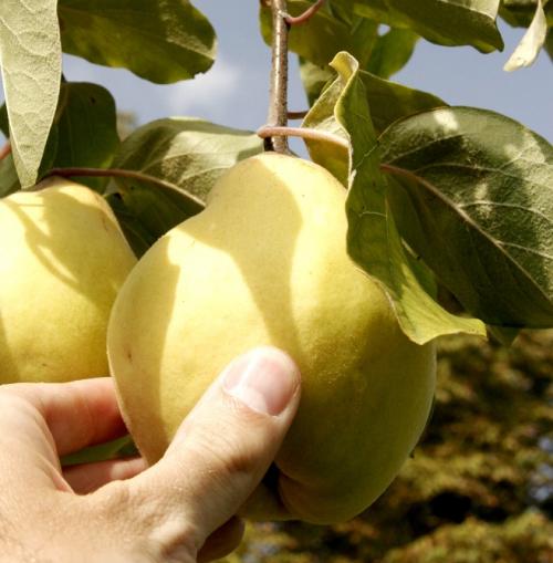 Arbre fruitier : Cognassier