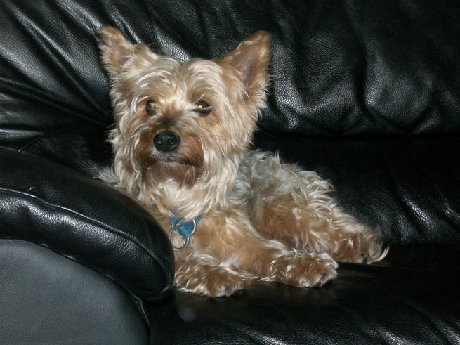 Berny - le chien autrichien