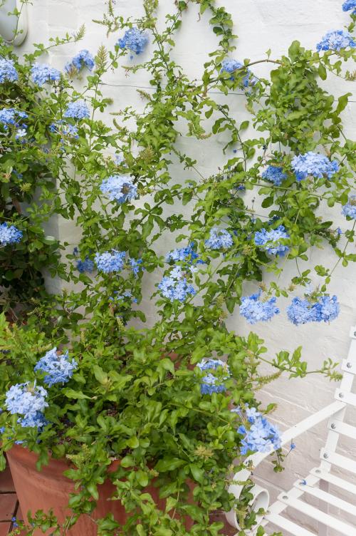 Fleurs cultivées : Plumbago