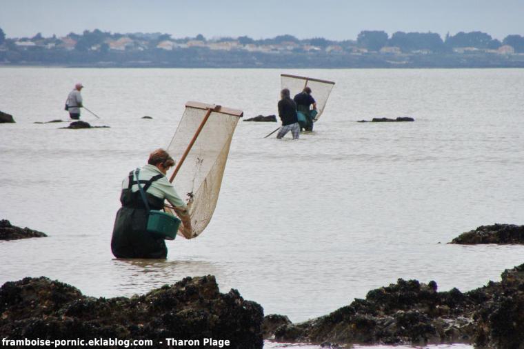 Pêche à la crevette à Tharon Plage
