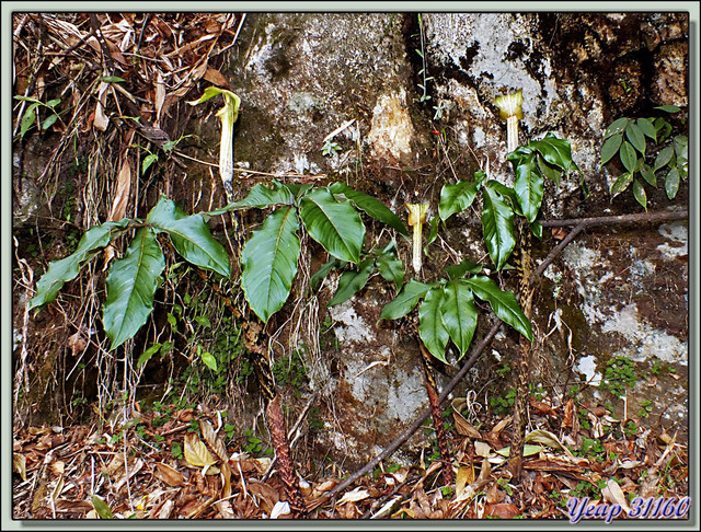 Blog de images-du-pays-des-ours : Images du Pays des Ours (et d'ailleurs ...), Lis Cobra, Cobra Lily (Arisaema nepenthoides) - Col de Péléla (Pelela Pass) - Bhoutan