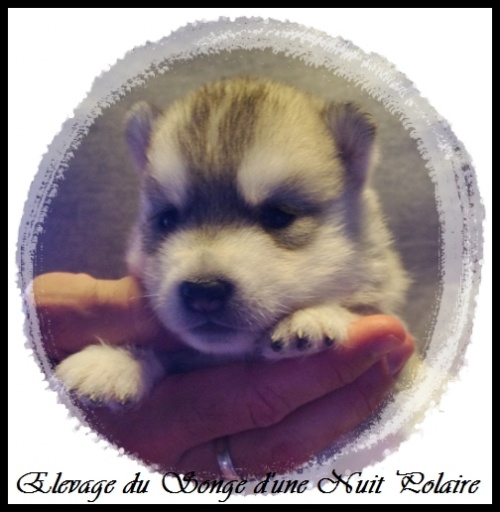 Chiot Husky Femelle 3 (17j)