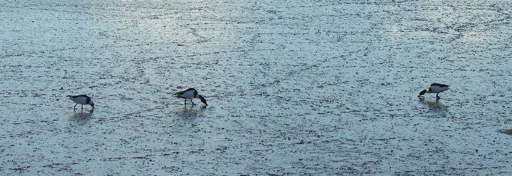 Tadornes de belon - décembre 2023...