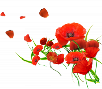 "Gentils coquelicots Mesdames"  ...