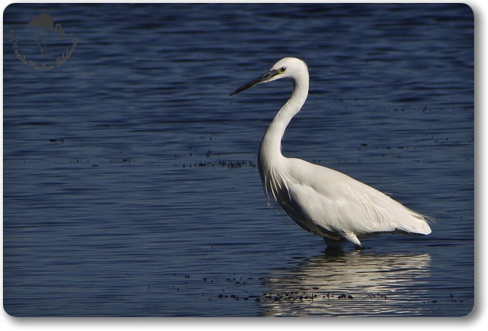 Aigrette Garzette (Etang de L'Or - Carnon)