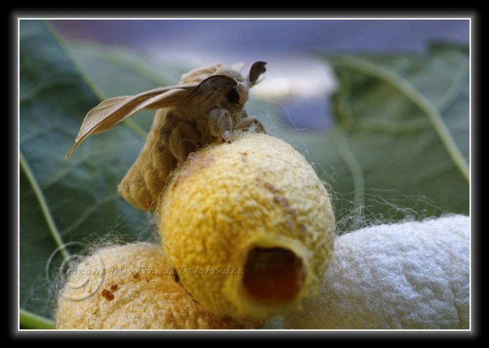 Naissance de mes deux premiers Bombyx du Mûrier...