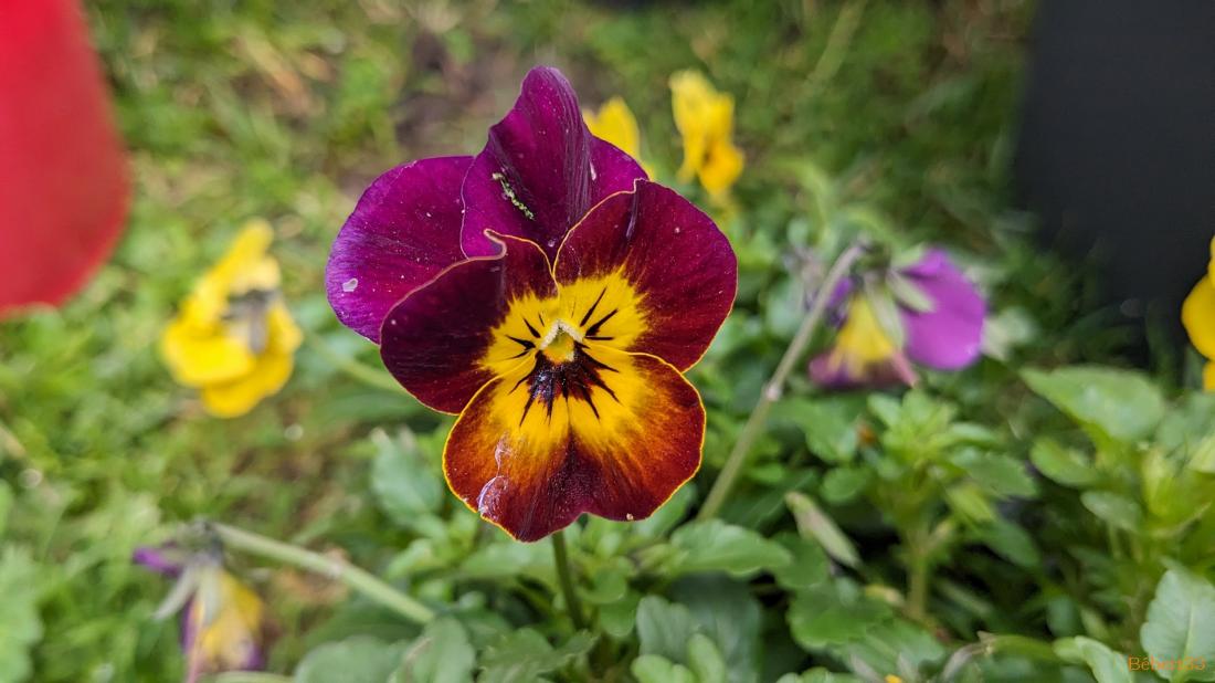 Les fleurs du moment et ++