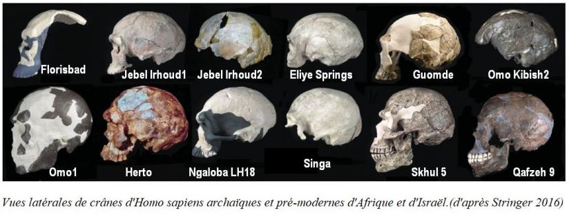 L'émergence des "Hommes Anatomiquement Modernes"