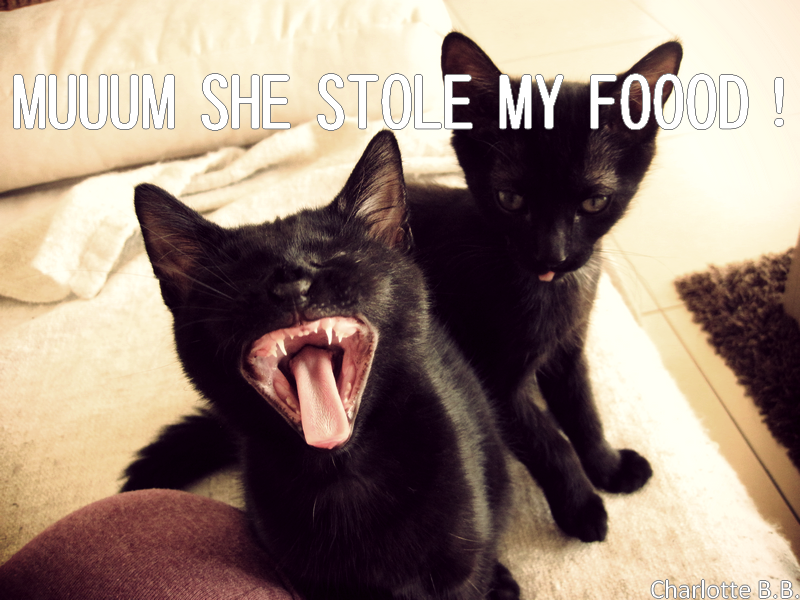Les loutres ont besoin de vous ! :D
