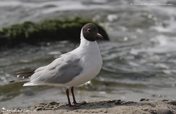Mouette rieuse