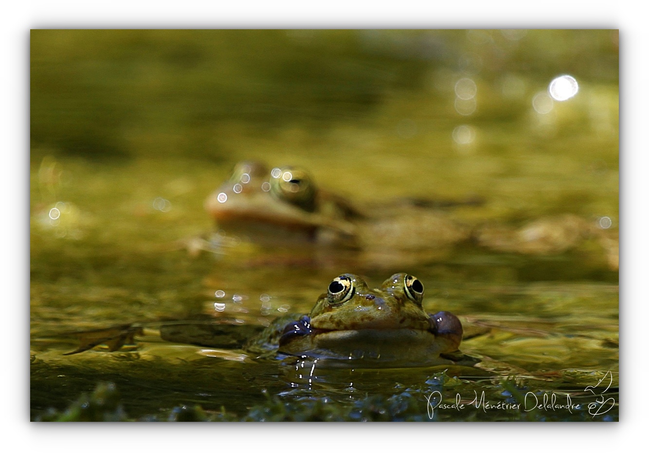 Les rieuses des mares...