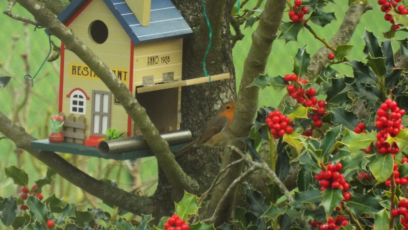 Ouh ! les oiseaux et notre houx ! 