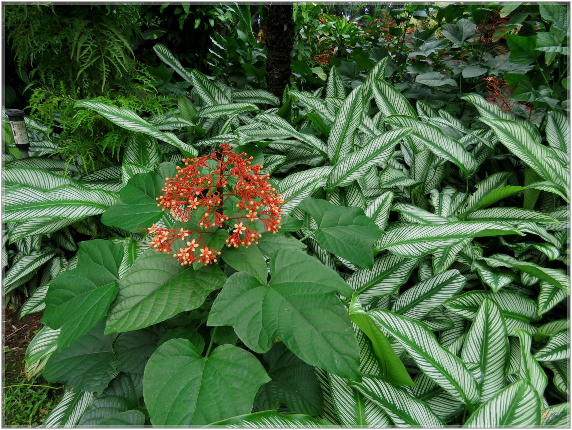 FLEURS VENUS D'AILLEURS   No 2