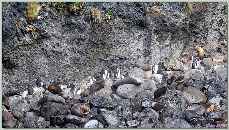 Cohabitation entre les Otaries à fourrure et Gorfous de Moseley - Gough Island - Tristan da Cunha