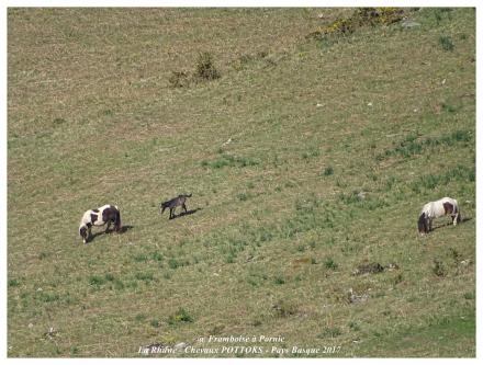 Le pottok , le poney basque - Avril 2017