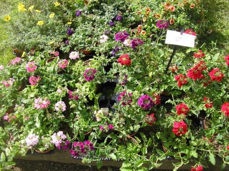 Plantes_en_f_te_au_Jardin_de_Lakas___la_Plaine_sur_mer__40_