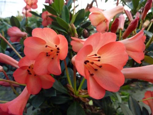 Fleurs cultivées : Rhododendron