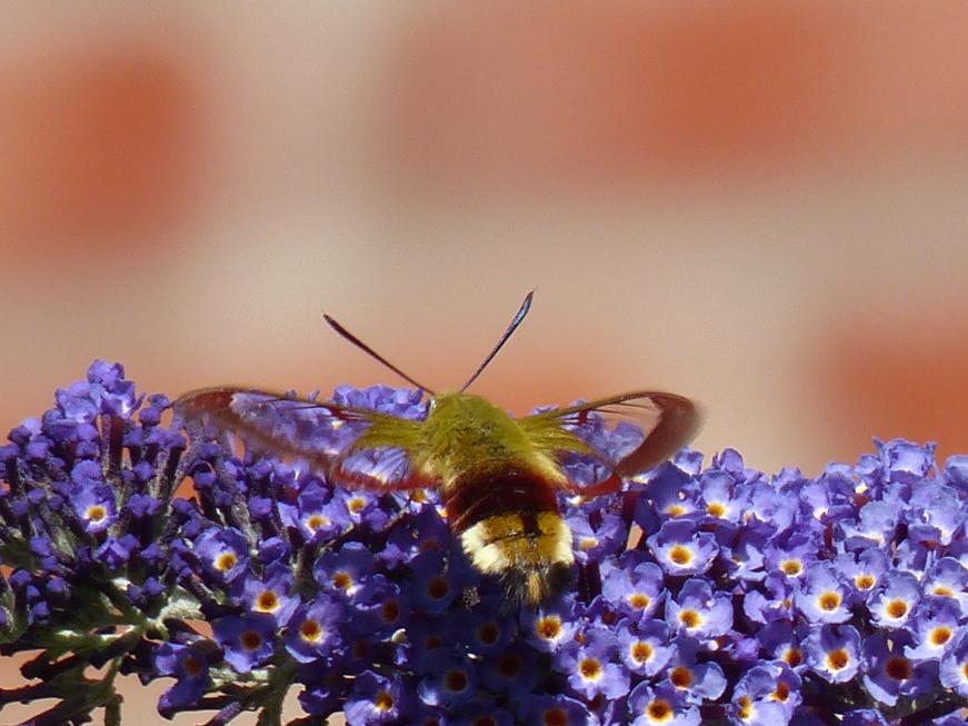 Un superbe papillon au jardin