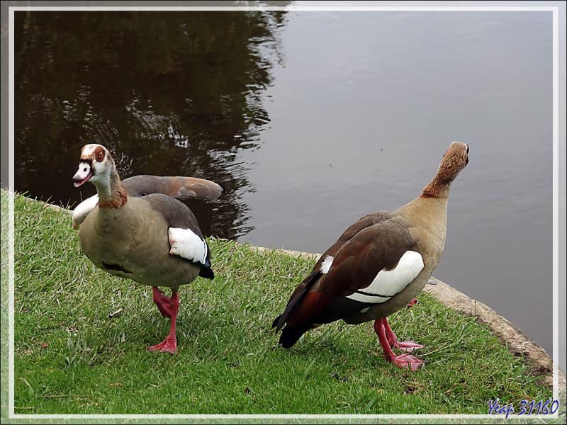 Ouette d'Égypte, Egyptian Goose (Alopochen aegyptiaca) - Jardin de Kirstenbosch - Cape Town - Afrique du Sud