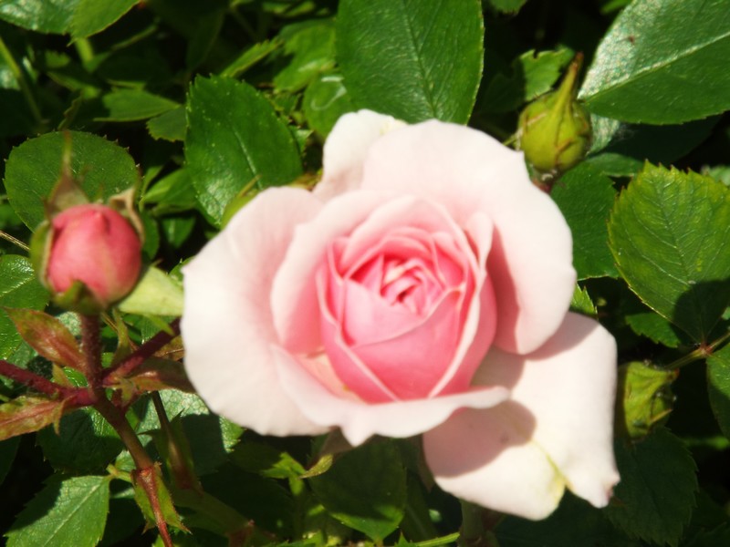 eau de rose ...