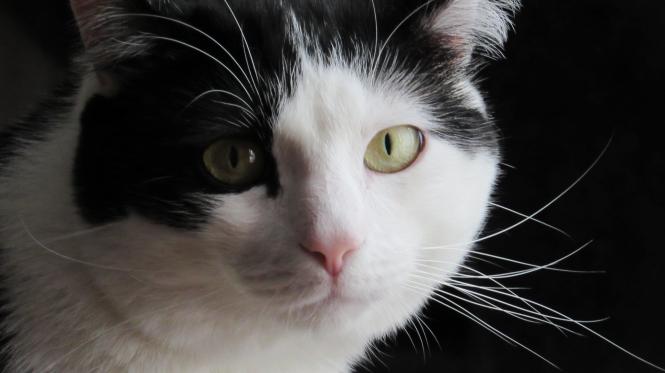 Citations chinoises extraites du livre « Le chat philosophe » (4)