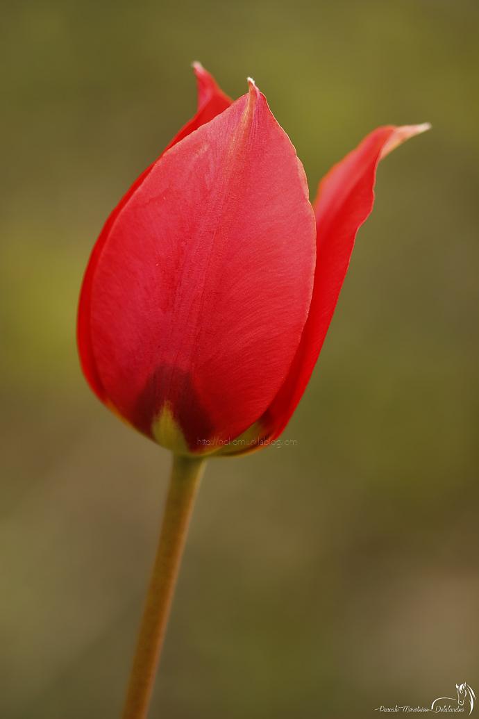 Tulipes sauvages
