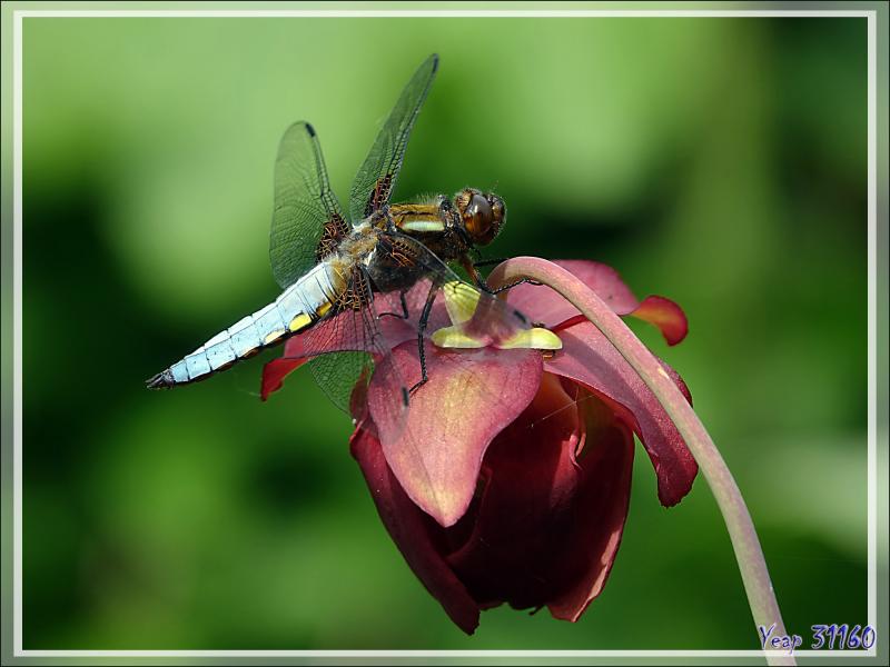 Libellule Déprimée mâle (Libellula Depressa) sur fleur de plante carnivore "sarracenia" - Lartigau - Milhas - 31