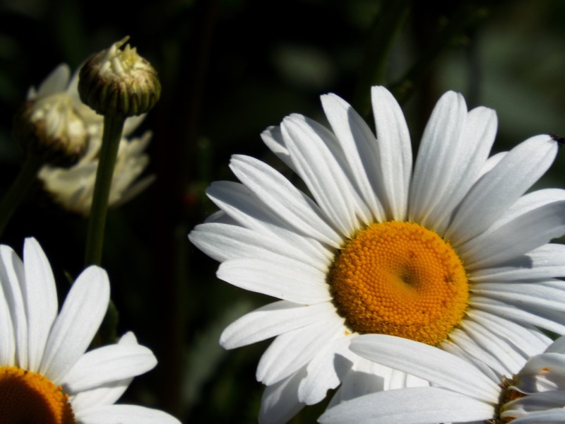 fleur blanches