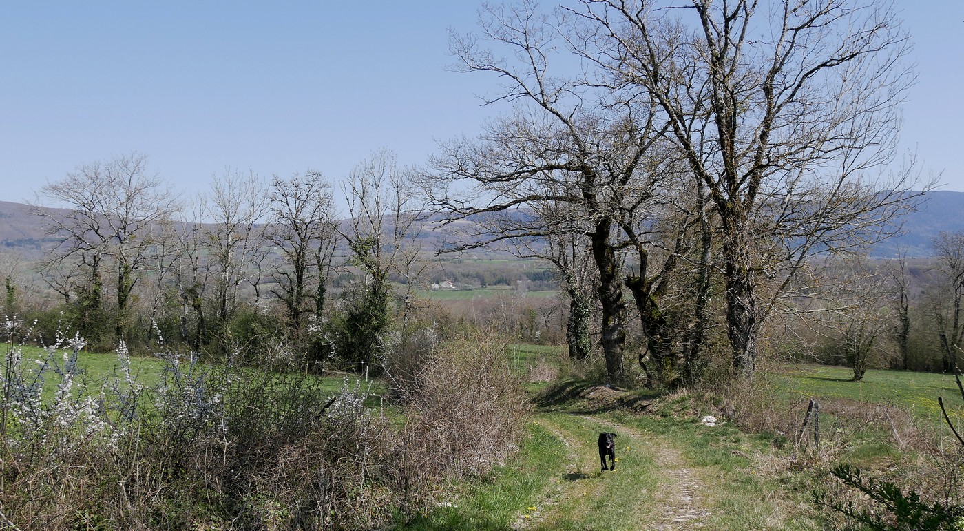 Pâque et ses pâquerettes