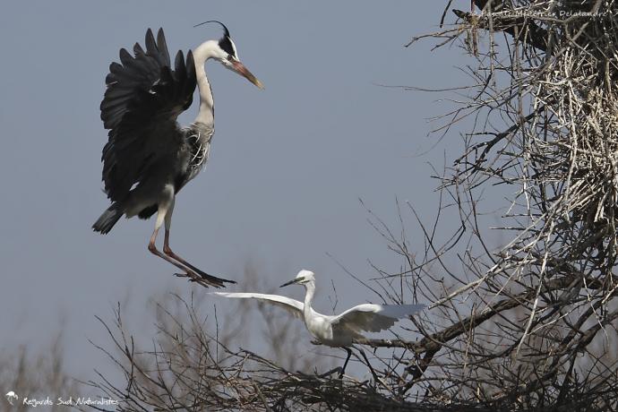 Héron cendré et Aigrette garzette - "Pousse toi de là que je m'y mette !"