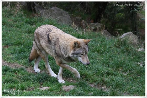 Loup de Mongolie (Canis lupus chanco)