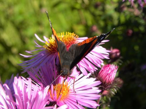 Asters et papillons