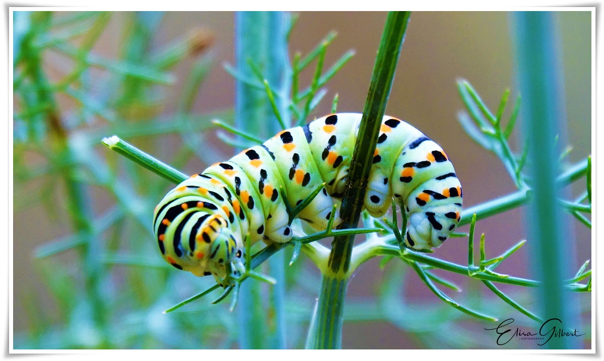 CHENILLE