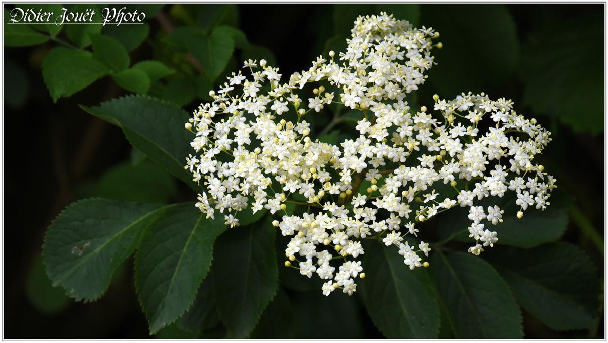 Balades / Samedi 18 & Dimanche 19 Mai 2019