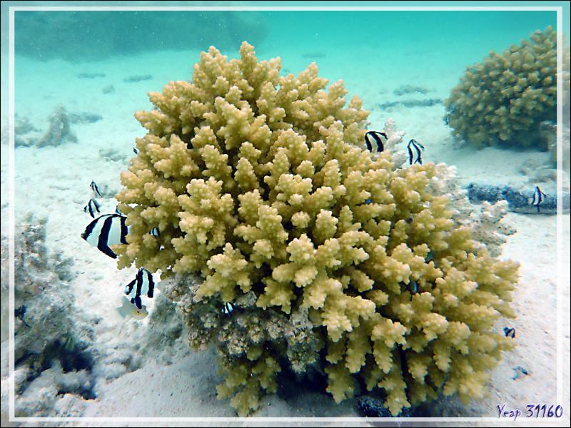 Demoiselle à trois bandes noires ou bonbon, Whitetail dascyllus or Humbug damsel or Threebar dascyllus (Dascyllus aruanus) dans corail Acropore - Lagon bleu - Atoll de Fakarava - Tuamotu - Polynésie
