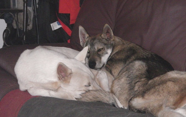 5 mois des chiots
