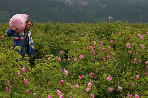 Jour-10---Champs-de-roses.jpg