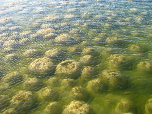 Les stromatolites sont à l'origine de la vie