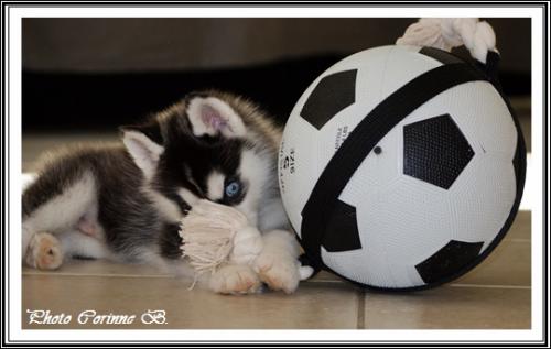 Les jouets de vos Huskys (26 avril 2014)